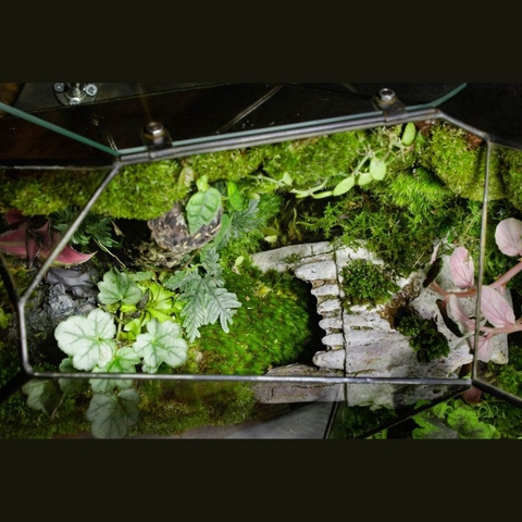 Terrarium 287 - Aokigahara Forest