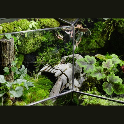 Terrarium 287 - Aokigahara Forest