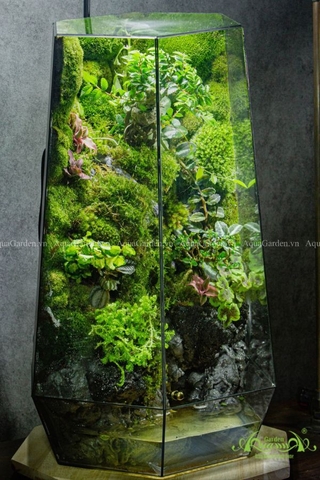 Terrarium 275 - Rừng Đêm