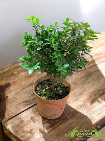 Bonsai - Cây Trồng Terrarium AquaGarden
