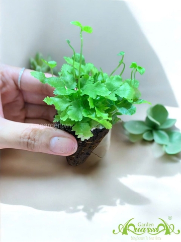Dương Xỉ Mini - Cây Trồng Terrarium AquaGarden