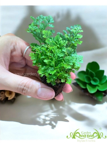 Dương Xỉ Mini - Cây Trồng Terrarium AquaGarden