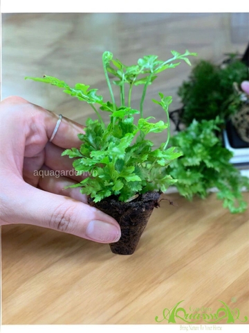 Dương Xỉ Mini - Cây Trồng Terrarium AquaGarden