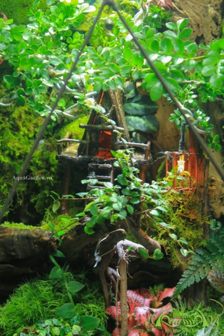 Terrarium 325 - JUNGLE