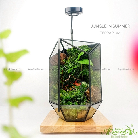 Terrarium 104 - Jungle In Summer