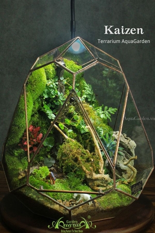 Terrarium 268 - KAIZEN