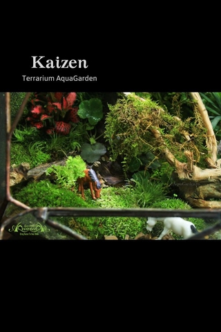 Terrarium 268 - KAIZEN