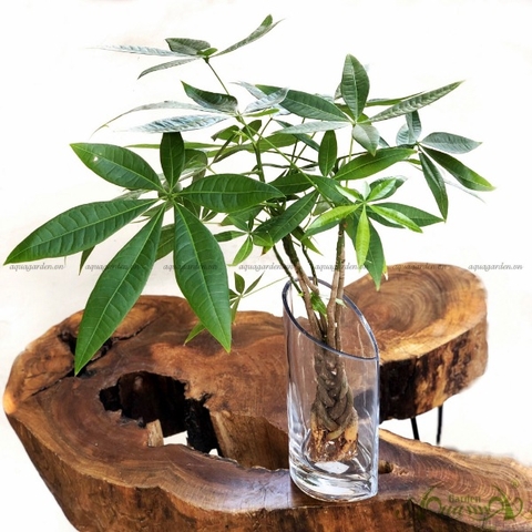 Kim Tiền Bím 01 - Cây Thủy Canh