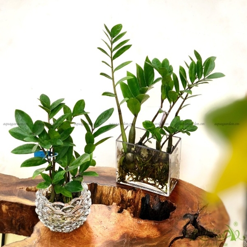 Kim Phát Tài 07 - Cây Thủy Canh