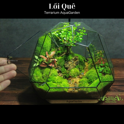 Terrarium 318 - Lối Quê