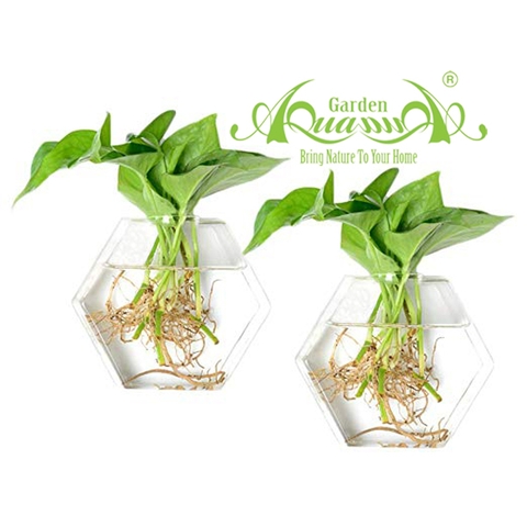 Set Áp Tường 06 - Trầu Bà
