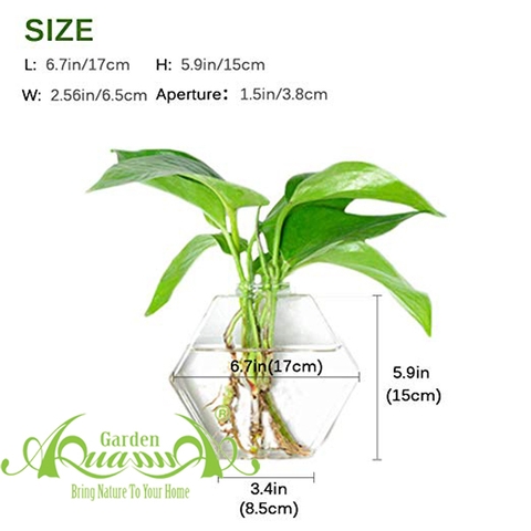 Set Áp Tường 06 - Trầu Bà