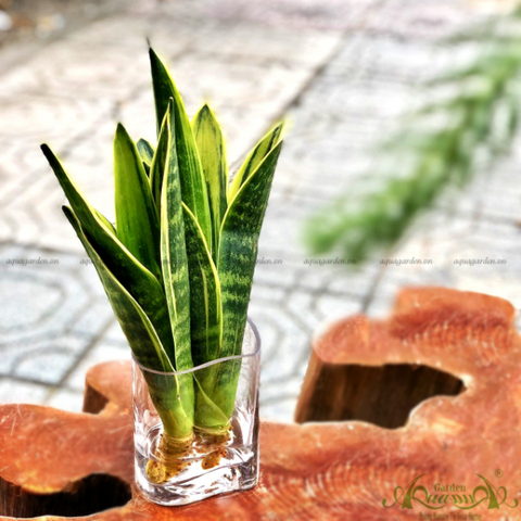Lưỡi Hổ 13 - Cây Thủy Canh