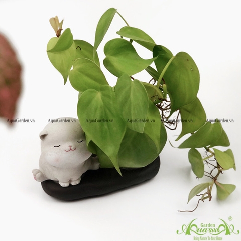 Trầu Bà - Set chú Gấu Miniplant