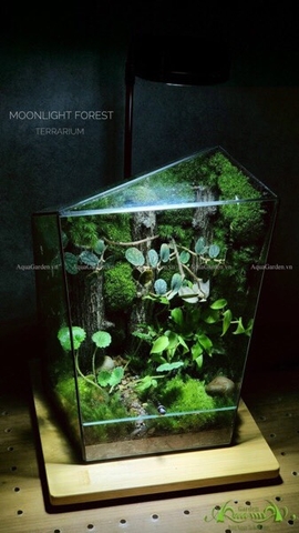 Terrarium 234 - Moonlight Forest