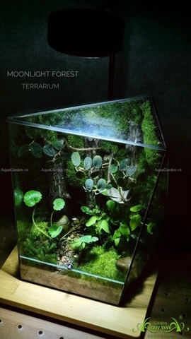 Terrarium 234 - Moonlight Forest