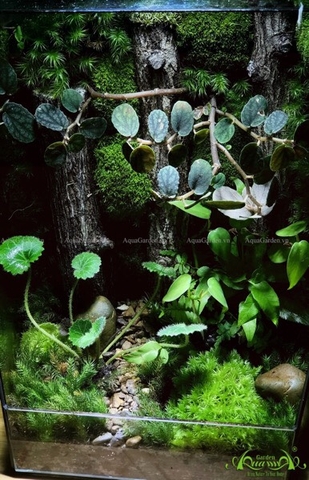 Terrarium 234 - Moonlight Forest