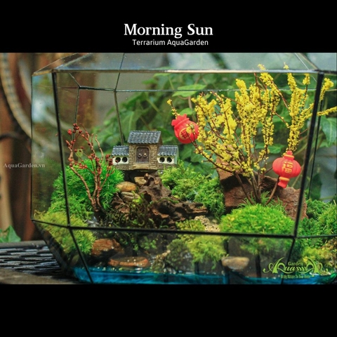 Terrarium 14 - Morning Sun