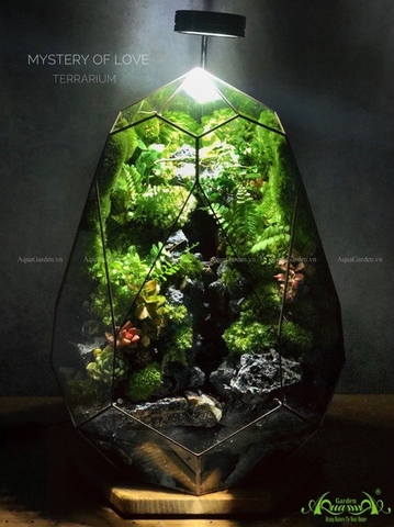 Terrarium 217 - Mystery of Nature