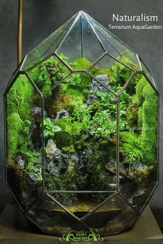 Terrarium 304 - Naturalism