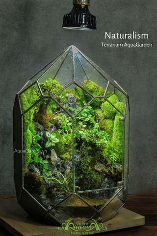 Terrarium 304 - Naturalism