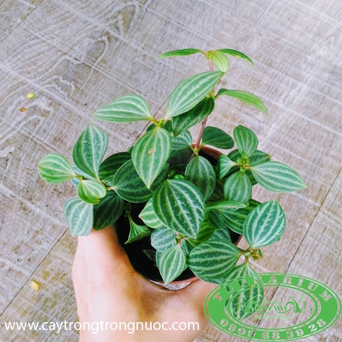 Cây Trồng Terrarium AquaGarden