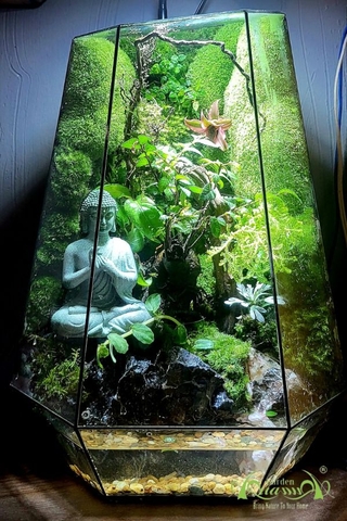 Terrarium 312 - Samandhi (Định)