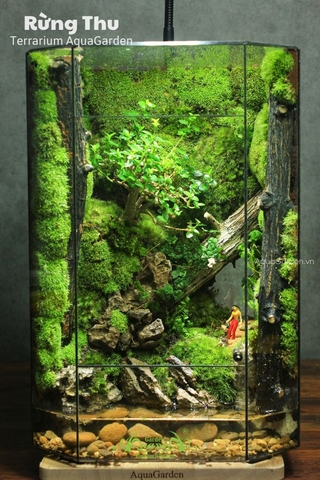 Terrarium 281 - Rừng Thu