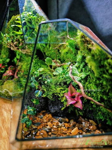 Terrarium 341 - Scenadipity