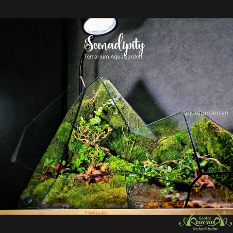 Terrarium 341 - Scenadipity