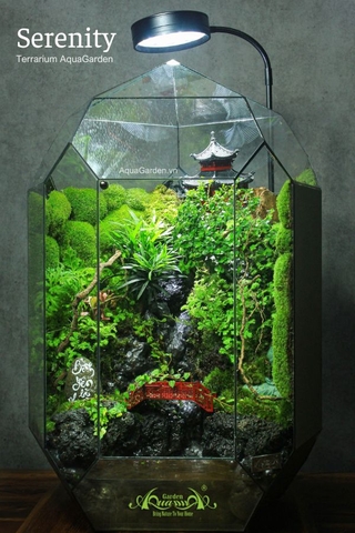 Terrarium 293 - Serenity