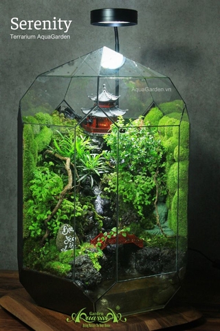 Terrarium 293 - Serenity