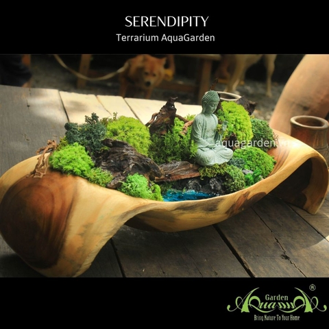 Terrarium 07 - Serenpidity