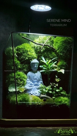 Terrarium 227 - Serene Mind