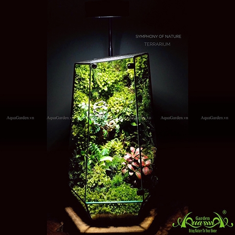 Terrarium 114 - Symphony Of Nature