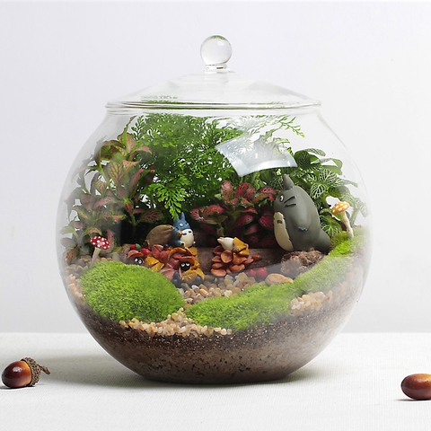 Terrarium 300 - Dạo chơi cùng Totoro