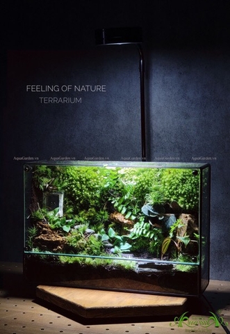 Terrarium 219 - Feeling of Nature