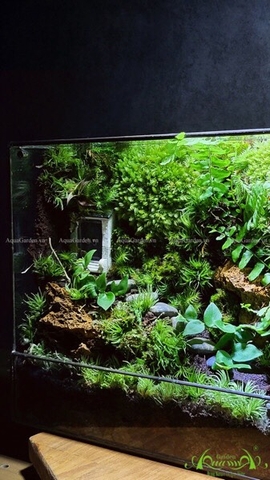 Terrarium 219 - Feeling of Nature