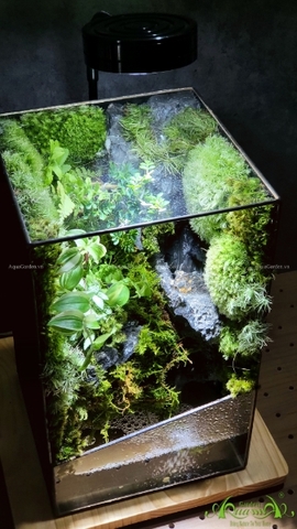 Terrarium 212 - Suối Thác Mơ