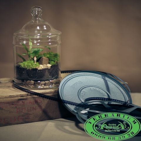 Terrarium 301 - Góc xanh