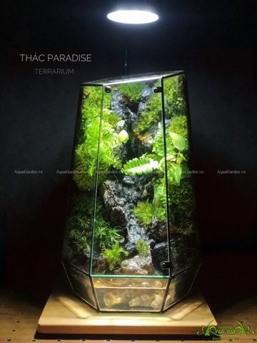 Terrarium 231 - Thác Paradise