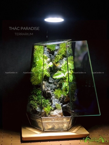 Terrarium 231 - Thác Paradise