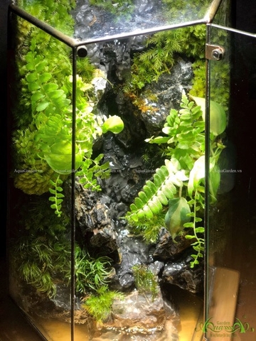 Terrarium 231 - Thác Paradise