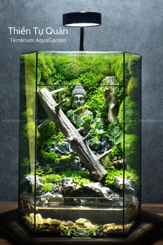 Terrarium 292 - Thiền Tự Quán