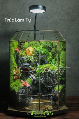 Terrarium 309 - Trúc Lâm Tự