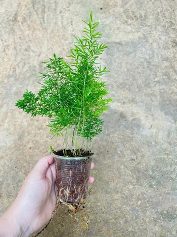 Trúc Thiên măng đông - Cây trồng terrarium