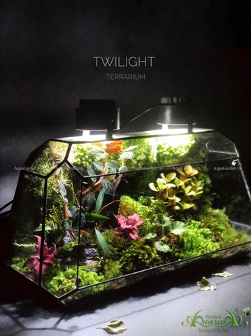 Terrarium 213 - Twilight