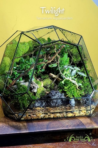 Terrarium 335 - Twilight