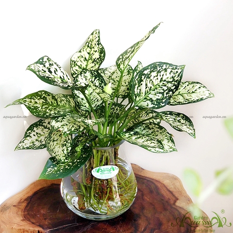 Vạn Lộc Trắng 05 - Cây Thủy Canh
