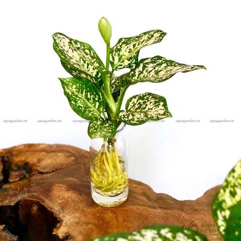 Vạn Lộc Trắng 11 - Cây Thủy Canh